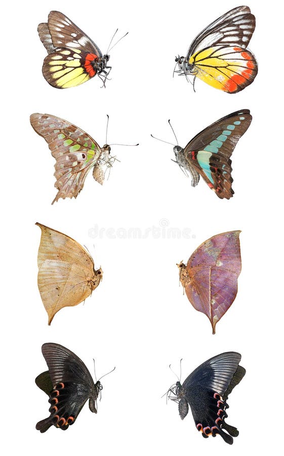 Butterfly collection isolated on white