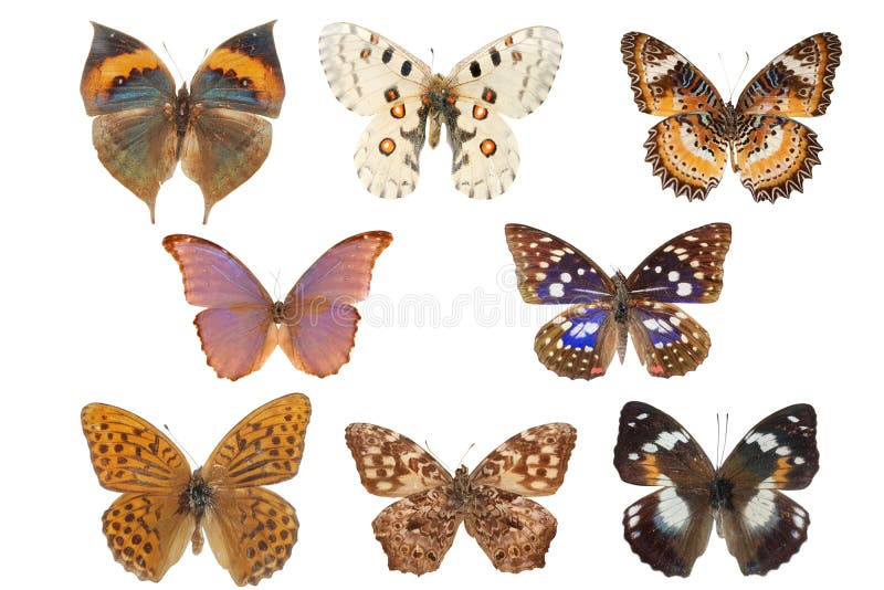 Butterfly collection isolated on white