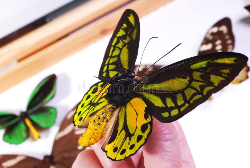 Butterfly collection. Hand holding an Ornithoptera butterfly.
