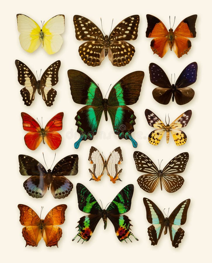 Butterfly collection isolated on light yellow background with clipping path