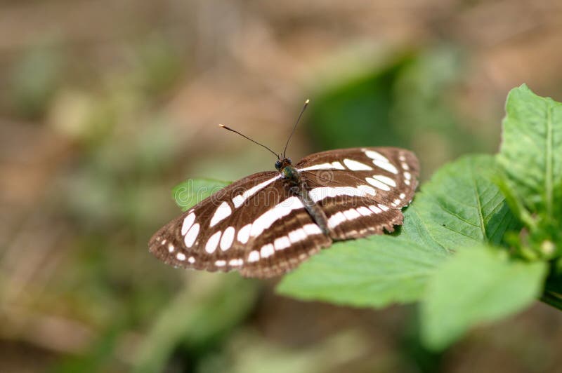 Butterfly (common sailer/ neptis hylas)