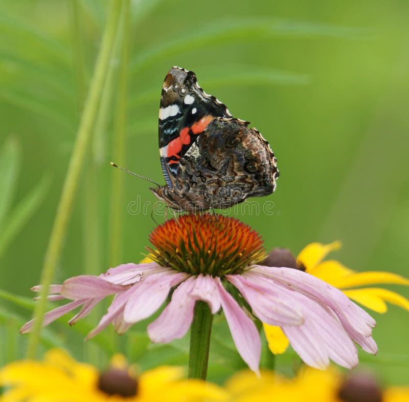 Butterfly and a Coneflower Snack