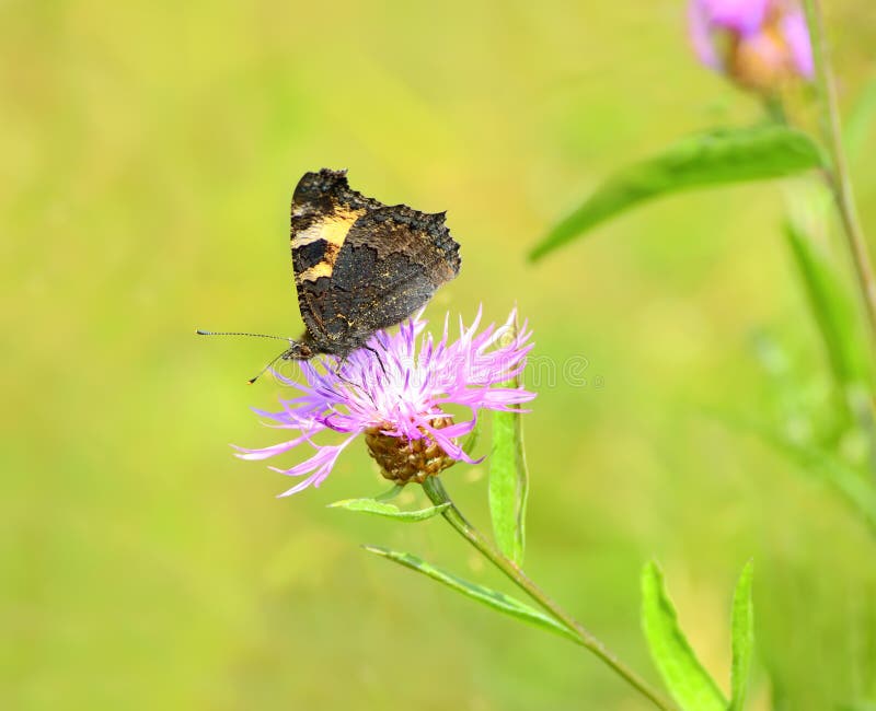 Butterfly on cornflower stock image. Image of asteraceae 36246689