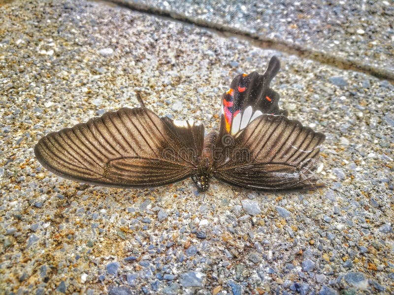 Butterfly Corpse with Broken Wings on the Pavement Stock Photo Image