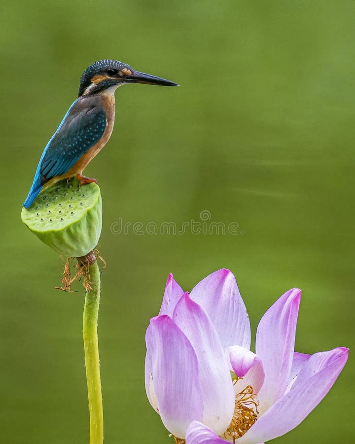 Butterfly dancing outdoors stock photo. Image of macro 255404750