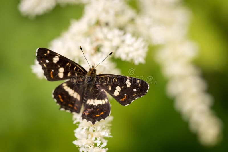 368 Dark Brown Butterfly White Spots Stock Photos Free & RoyaltyFree