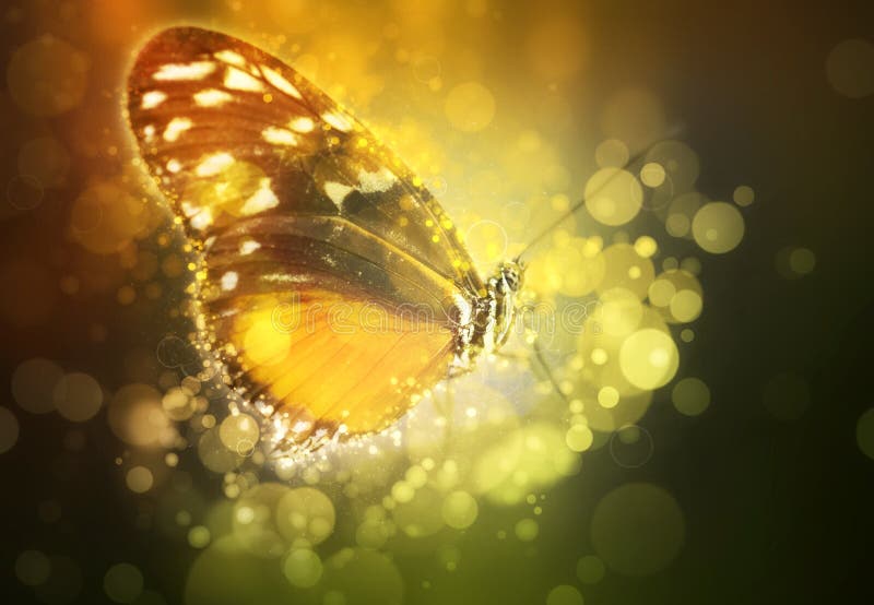 Butterfly in a dream