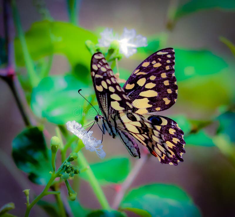 Butterfly Drinking Flowers Juice Stock Image Image of flowers, palnt