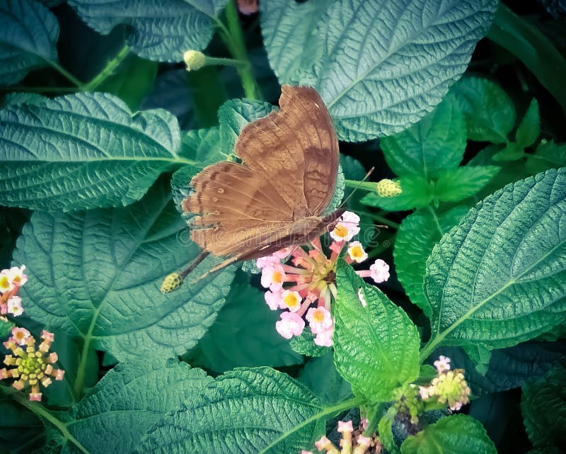 Butterfly And Honey Bee On Purple Flower Stock Photo Image of brown
