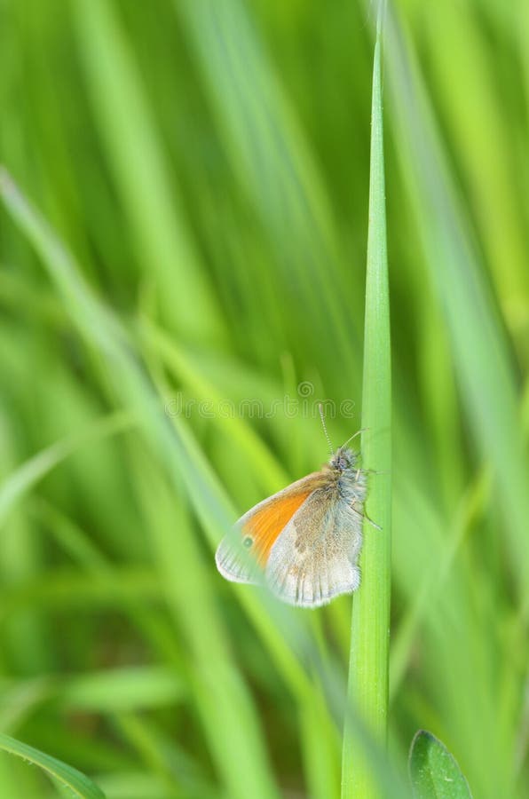 Butterfly Drinks Nectar from a Flower Stock Photo Image of flower