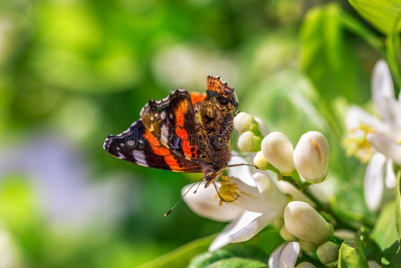 Butterfly Drinks Nectar from an Orange Tree Flower Stock Image Image