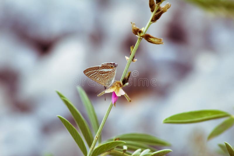 A Butterfly Eat from the Flowers in the Wildlife Stock Photo Image of