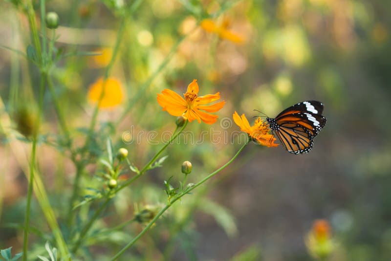 Butterfly Eat Syrup from Flower Stock Photo Image of black, bright