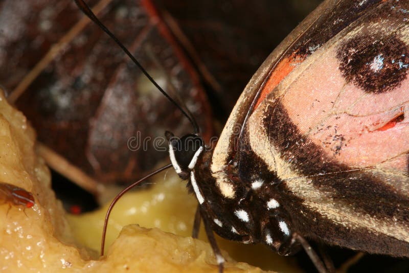 Butterfly eating