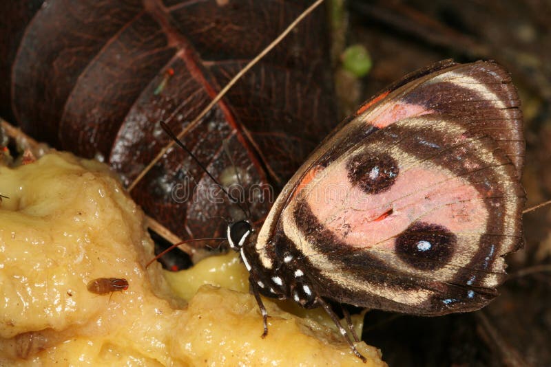 Butterfly eating stock photo. Image of rainforest, insects 1121544
