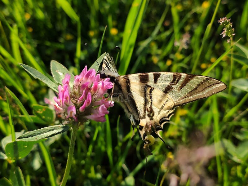 Butterfly Eating on the Flower Stock Image Image of wildanimal
