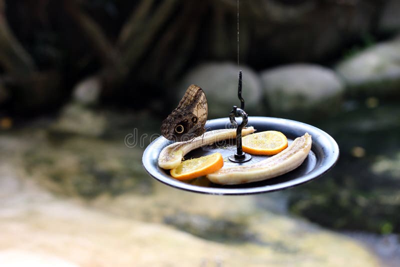 A butterfly is eating fruit