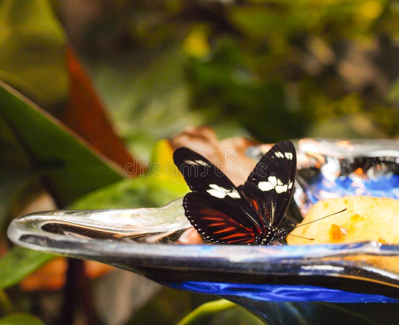 Butterfly Eating Fruit stock photo. Image of dish, wing 56991690