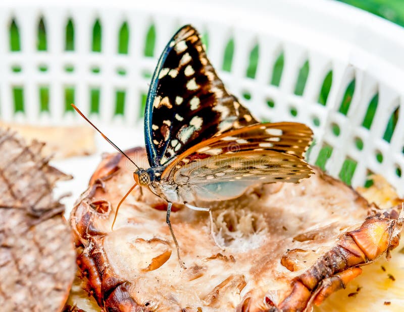 Butterfly stock image. Image of natural, feeler, animal 41203223