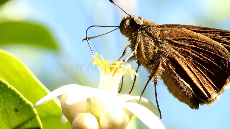 Butterfly eating pollen of lemon flower