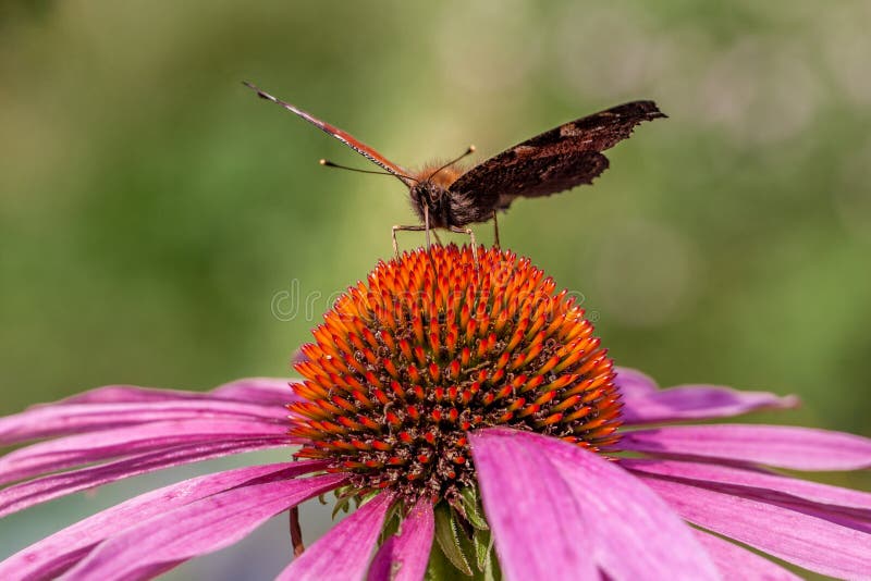 Butterfly Eats in the Center of a White Flower with Flying Bee on the