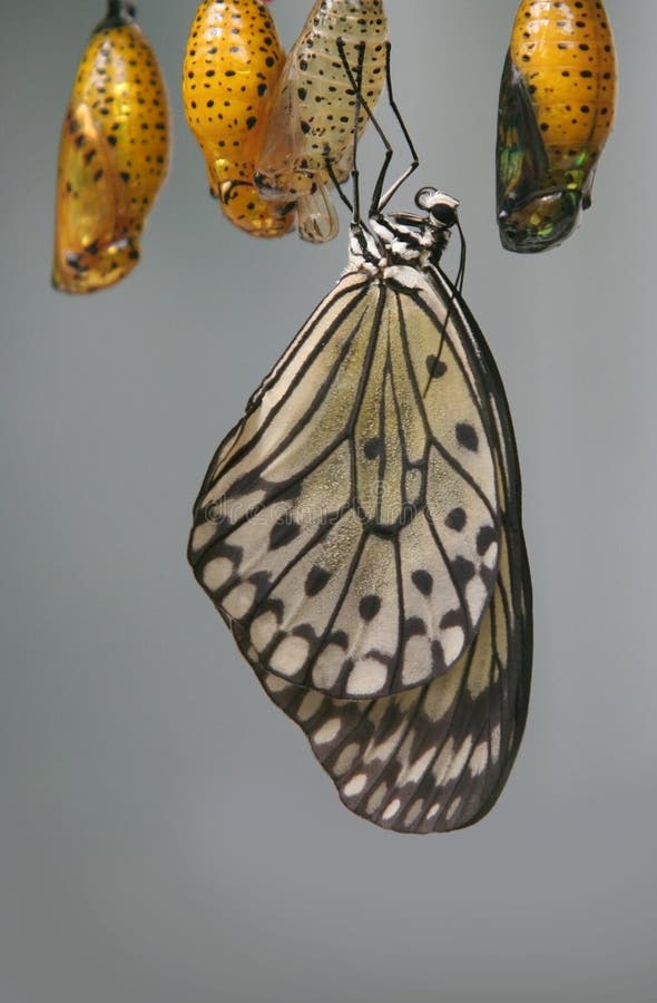 Paper kite butterfly (Idea leuconoe) after emerging from an orange chrysalis. Paper kite butterfly (Idea leuconoe) after emerging from an orange chrysalis