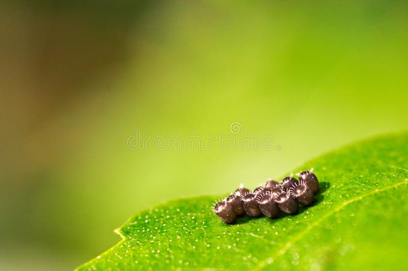 Owl Moth laying egg stock image. Image of butterfly, wing 1229285