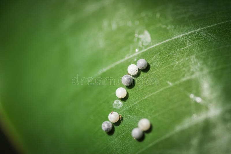 Butterfly Eggs on Green Leaf Stock Image Image of scrim, eggs 137091945