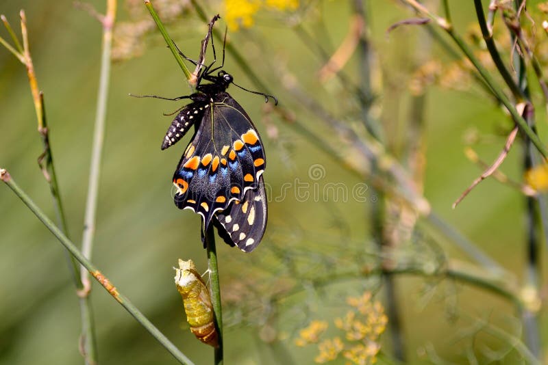 Butterfly Emerged from Chrysalis Stock Photo Image of emerging