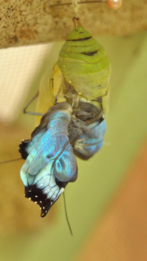 Butterfly Emerging from a Chrysalis Stock Photo Image of south