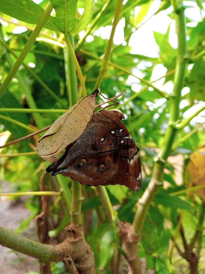 A Butterfly Emerging from Its Cocoon Stock Photo Image of plant
