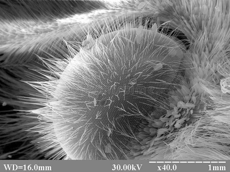 Butterfly Scanning Electron Microscope Stock Photos Free & Royalty