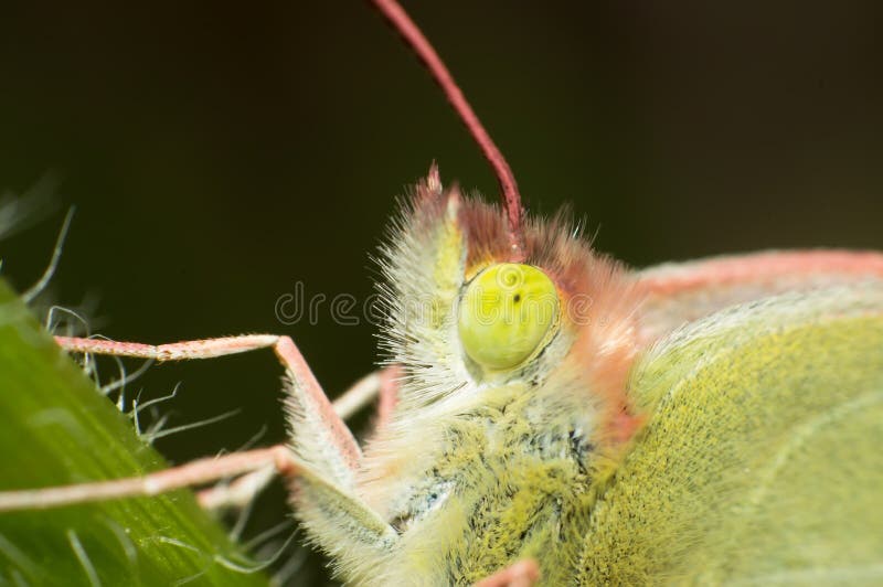 Butterfly eyes stock photo. Image of nature, speckle 28655734