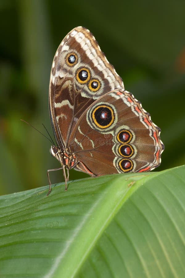 Butterfly with eyes wings stock photo. Image of eyes 46923760