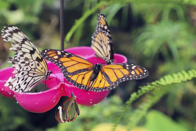 Butterfly Feeding in the Arboretum Stock Photo Image of monarch