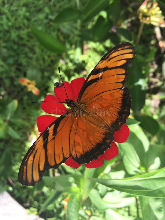 Butterfly Feeding on a Flower Stock Photo Image of arthropod