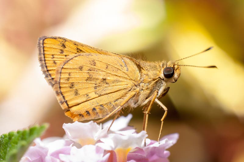 Butterfly Feeding on Flower Stock Image Image of blossom, nature