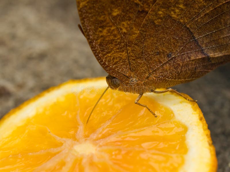 Butterfly feeding on fruit stock image. Image of orange 7291613