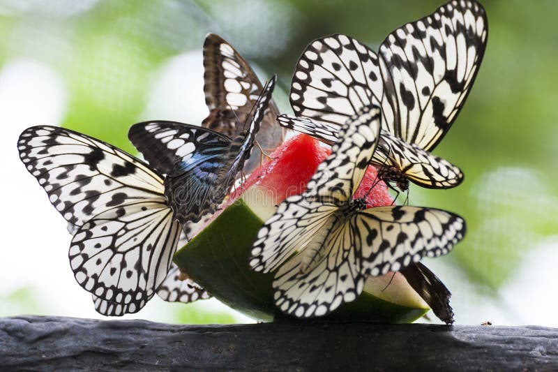 214 Butterfly Watermelon Stock Photos Free & RoyaltyFree Stock