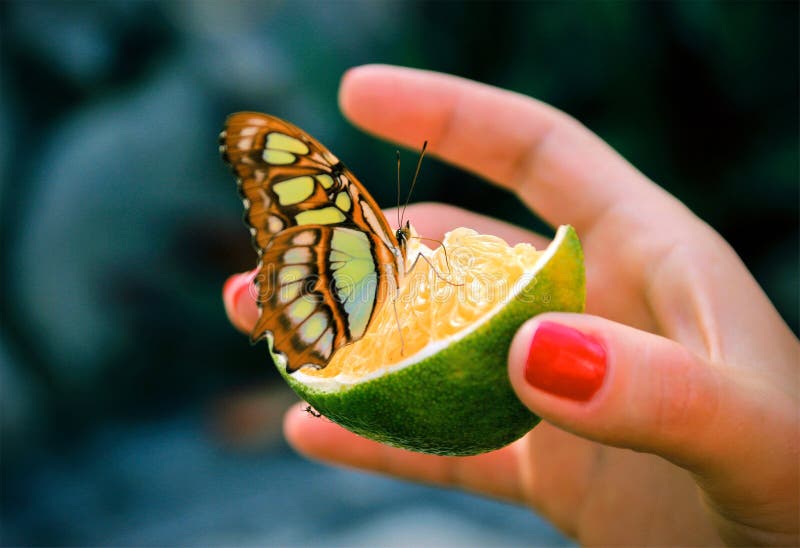 Owl Butterfly Feeding on Fruits Stock Photo Image of mexico, natural