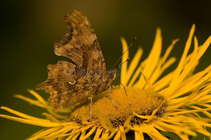 Butterfly Feeding On Yellow Flower