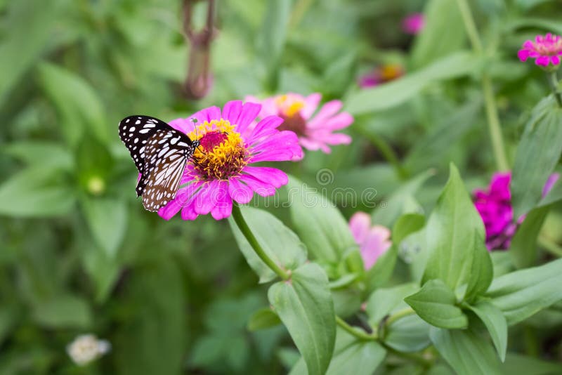 Butterfly Feeding on Zinnia Flower Stock Photo Image of feeding, life 41346874