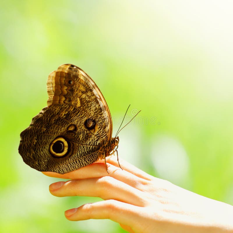 Butterfly on a female hand