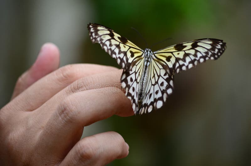 Butterfly on a female hand