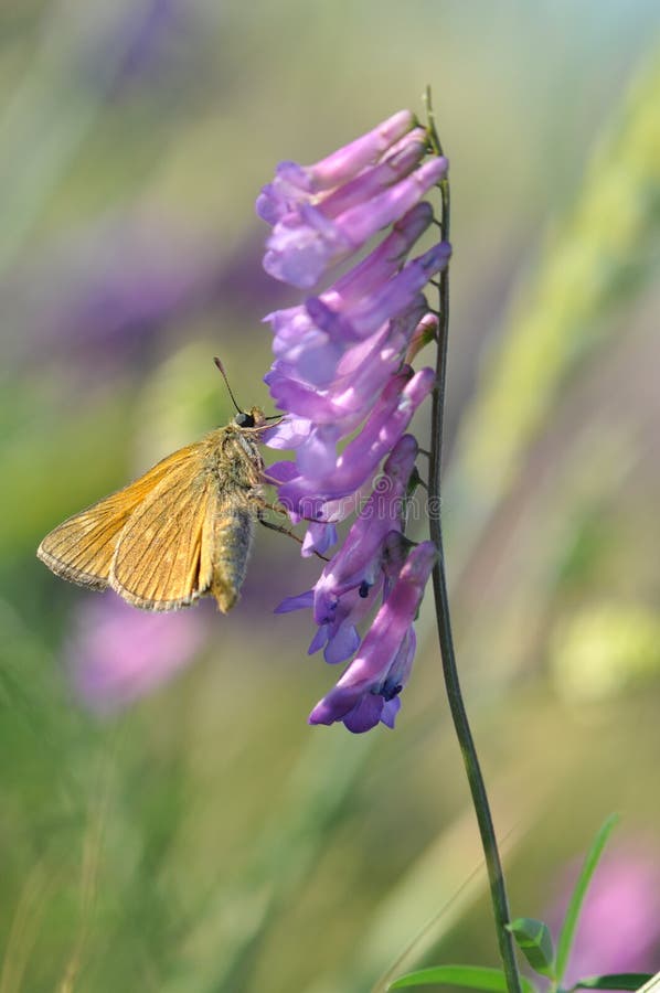 Butterfly on field flower stock photo. Image of antenna 93401866