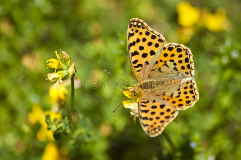 Butterfly in the field stock photo. Image of blurred 32168752