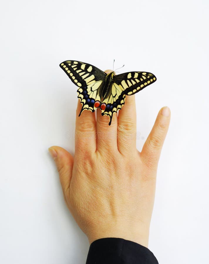 Butterfly on finger