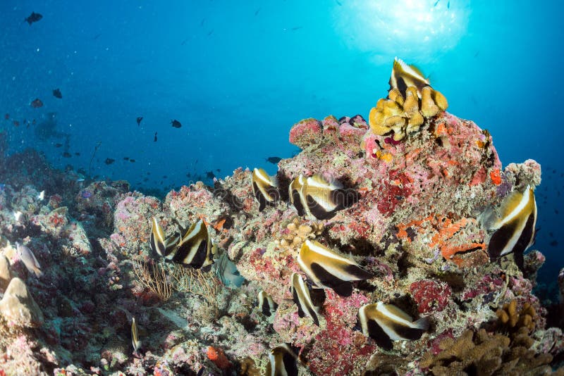 Butterfly fish in maldives stock image. Image of life 66814427
