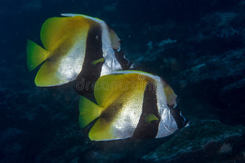 Butterfly Fish while Scuba Diving in Maldives Stock Image Image of