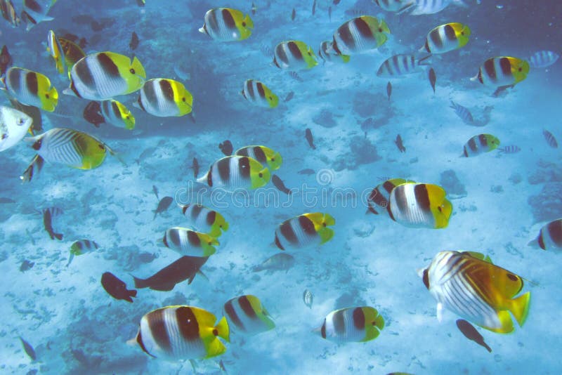 Underwater Lights and Colorful Fish Stock Photo - Image of fish, floor ...